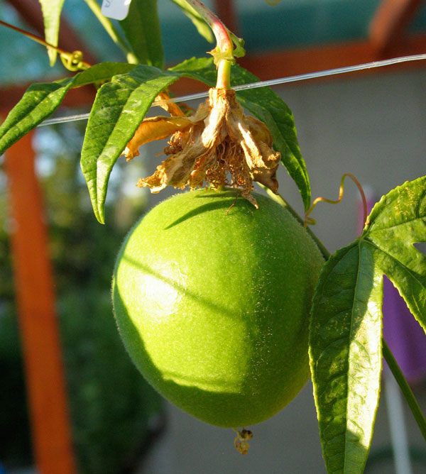 Purple Passionflower photo 5
