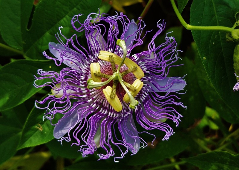 Purple Passionflower photo 3