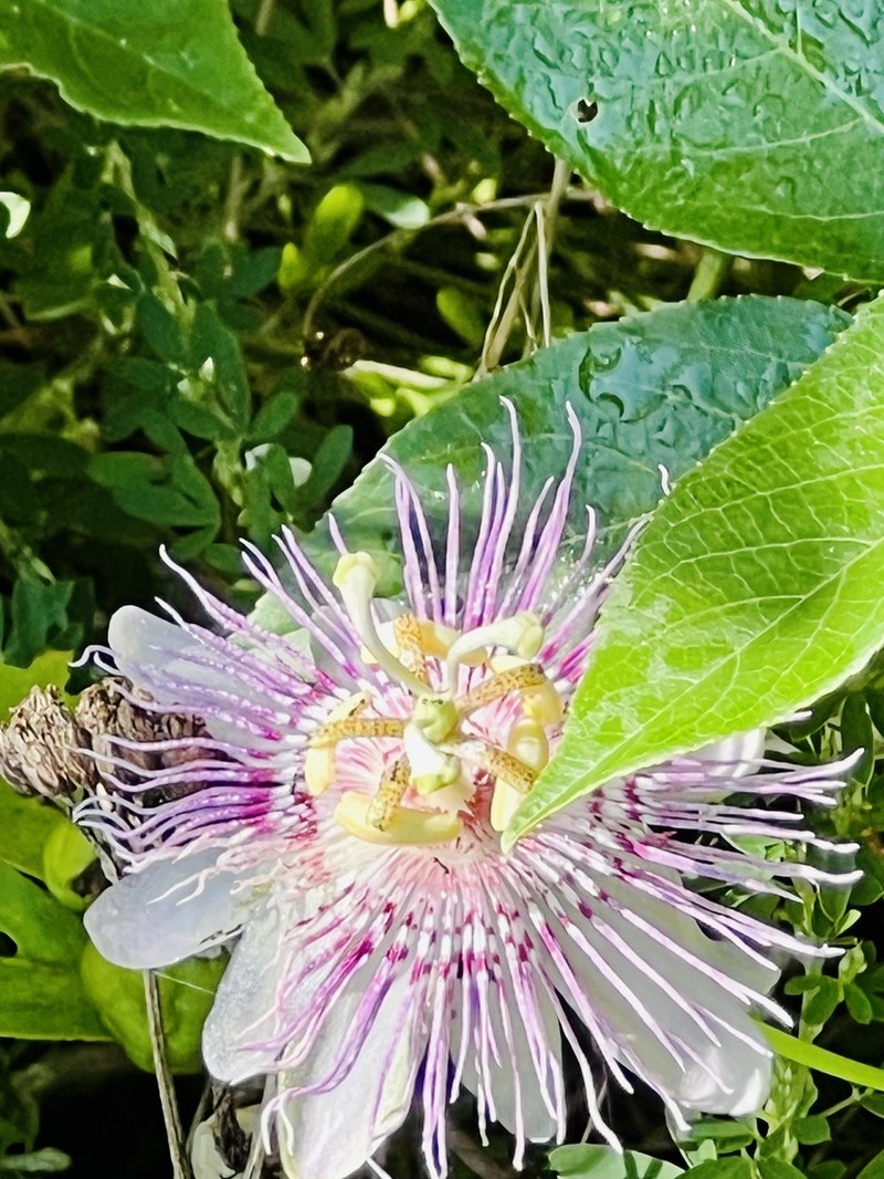 Purple Passionflower photo 4