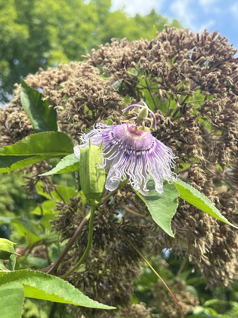 Purple Passionflower photo 5