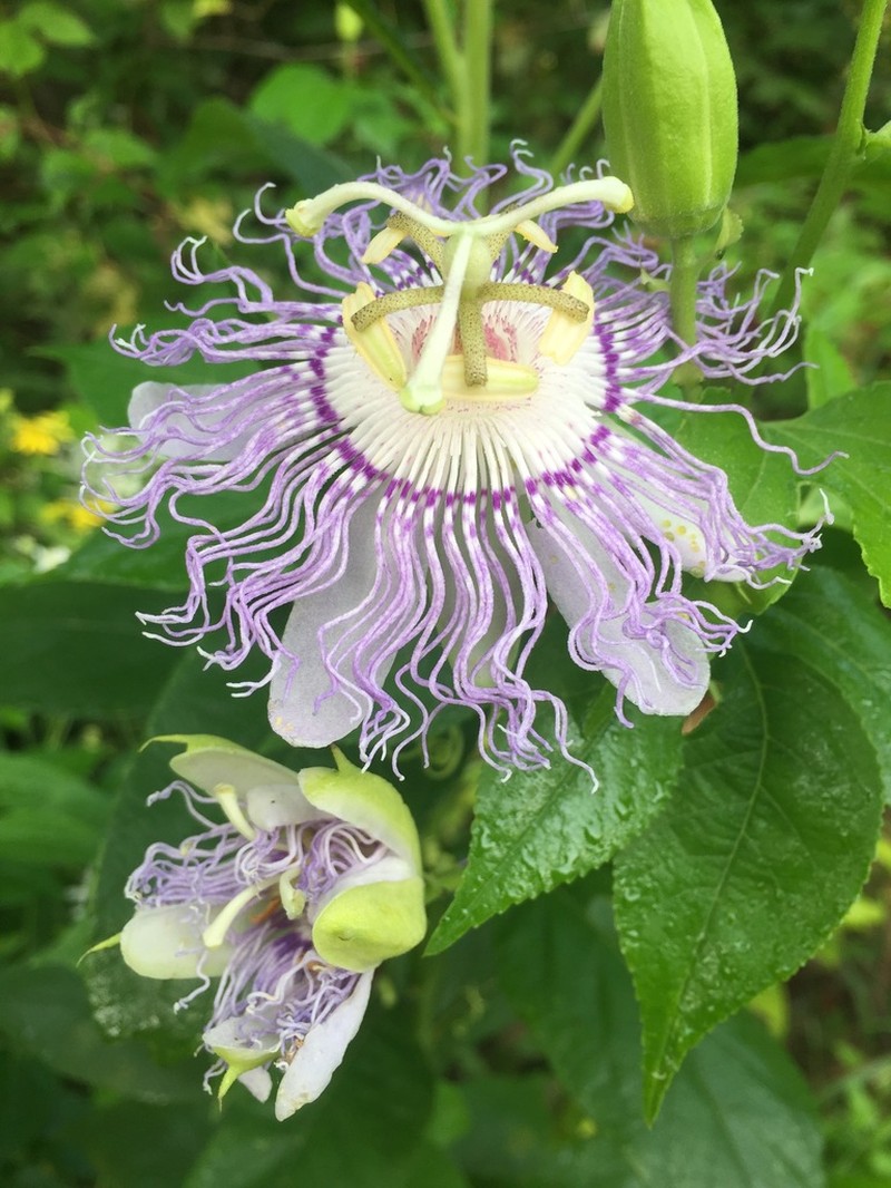 Purple Passionflower photo 7