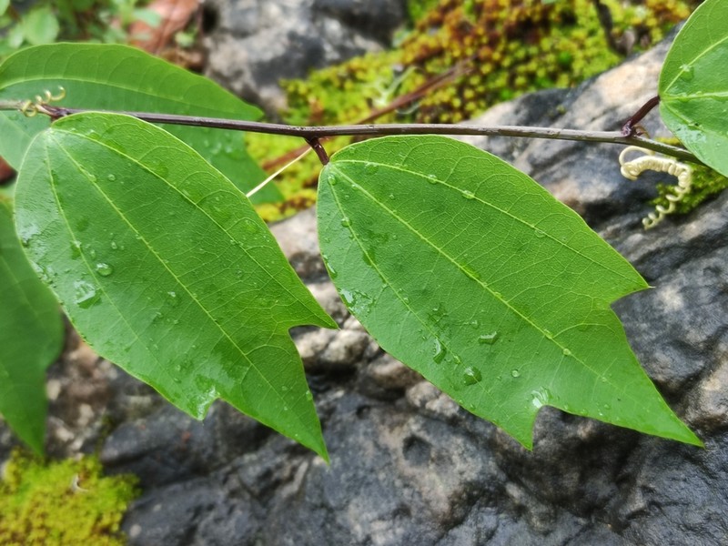 Passiflora insolita