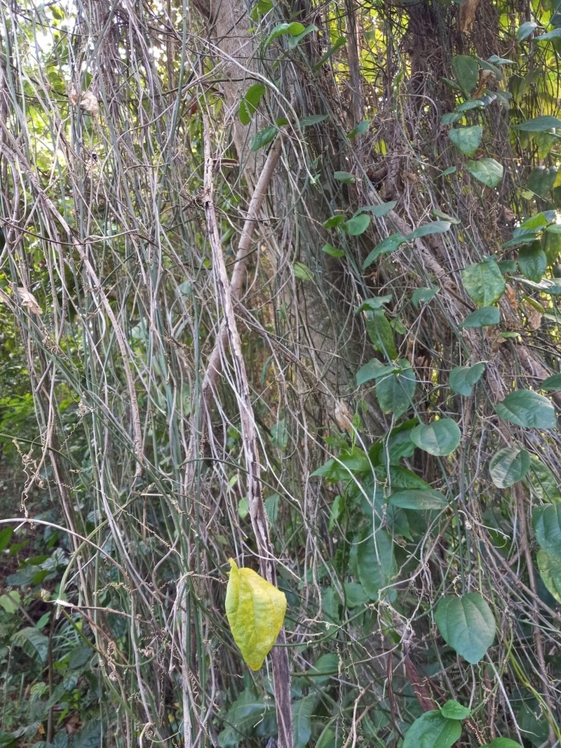 Passiflora intricata