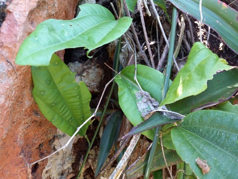 Passiflora intricata photo 2