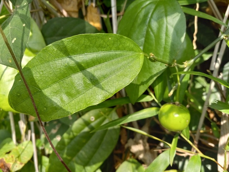 Passiflora intricata photo 3