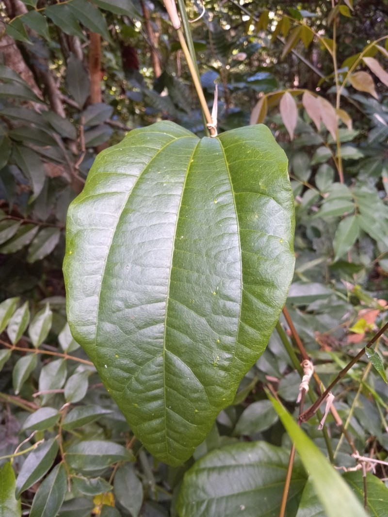 Passiflora intricata photo 5