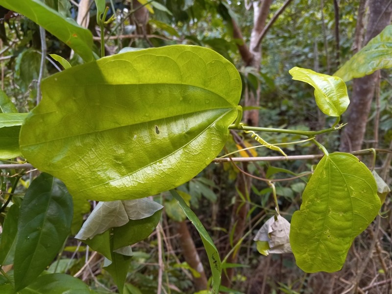 Passiflora intricata photo 6