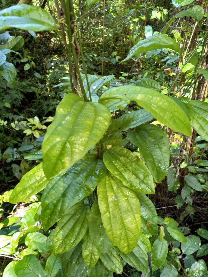 Passiflora intricata photo 8