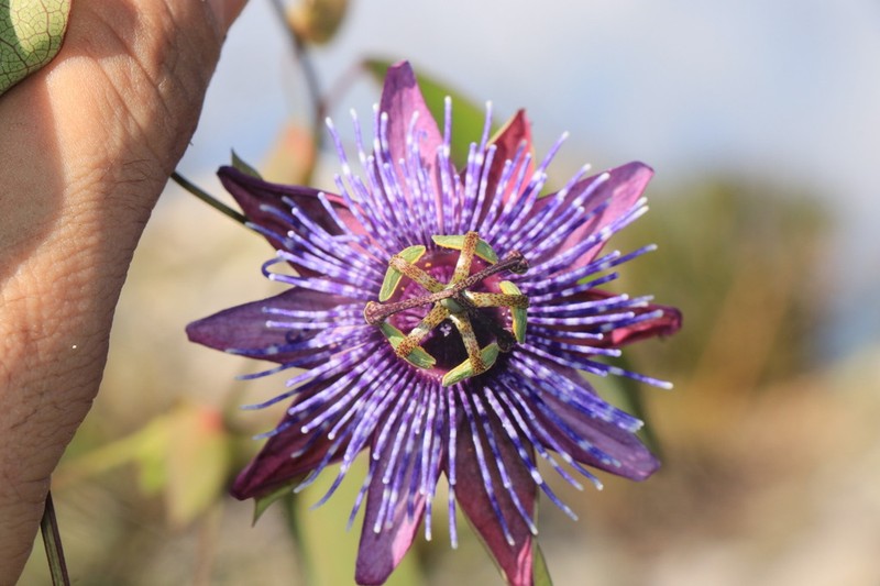 Passiflora ita