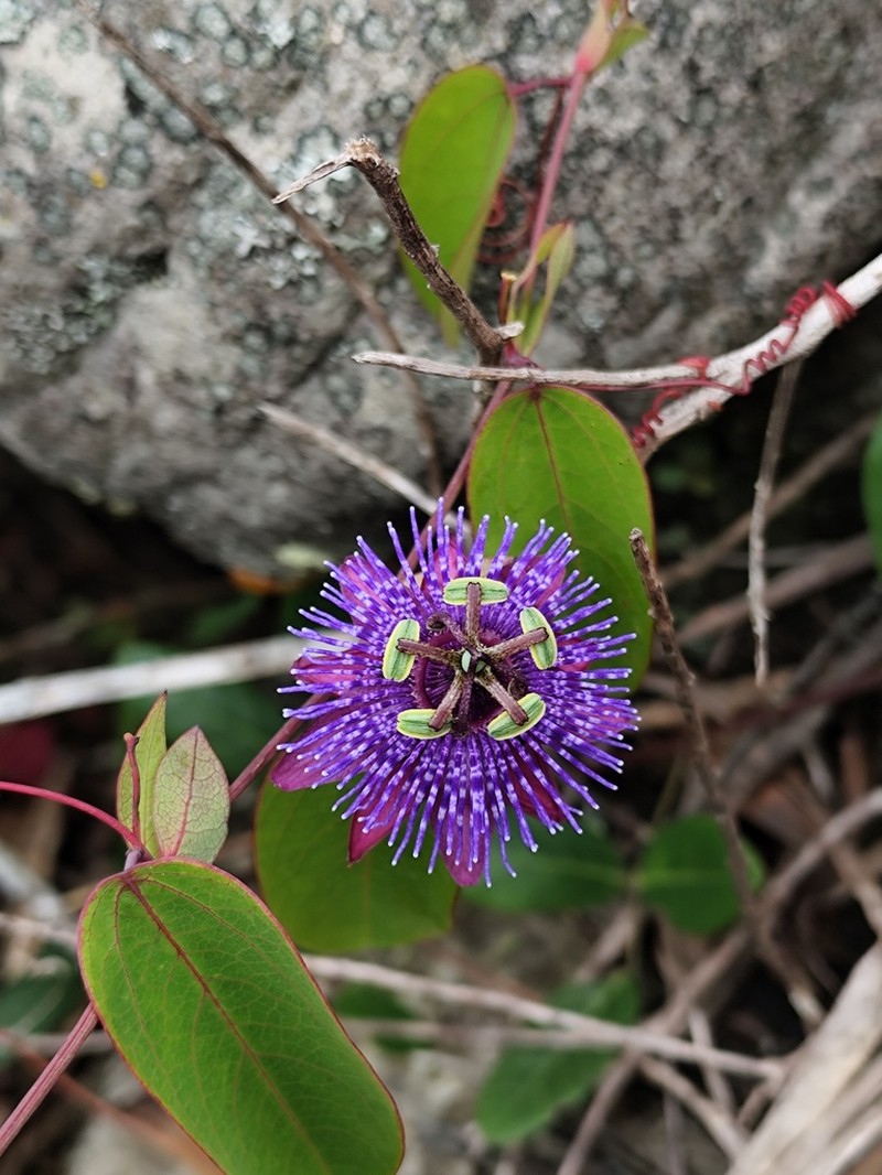 Passiflora ita photo 2