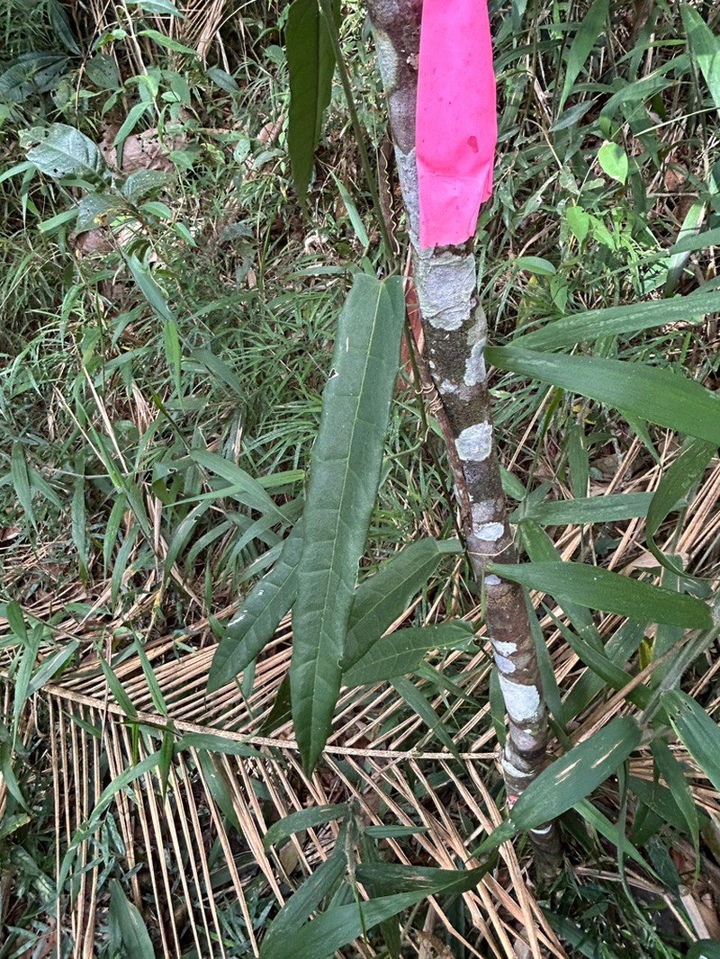 Passiflora itatiaiensis photo 2