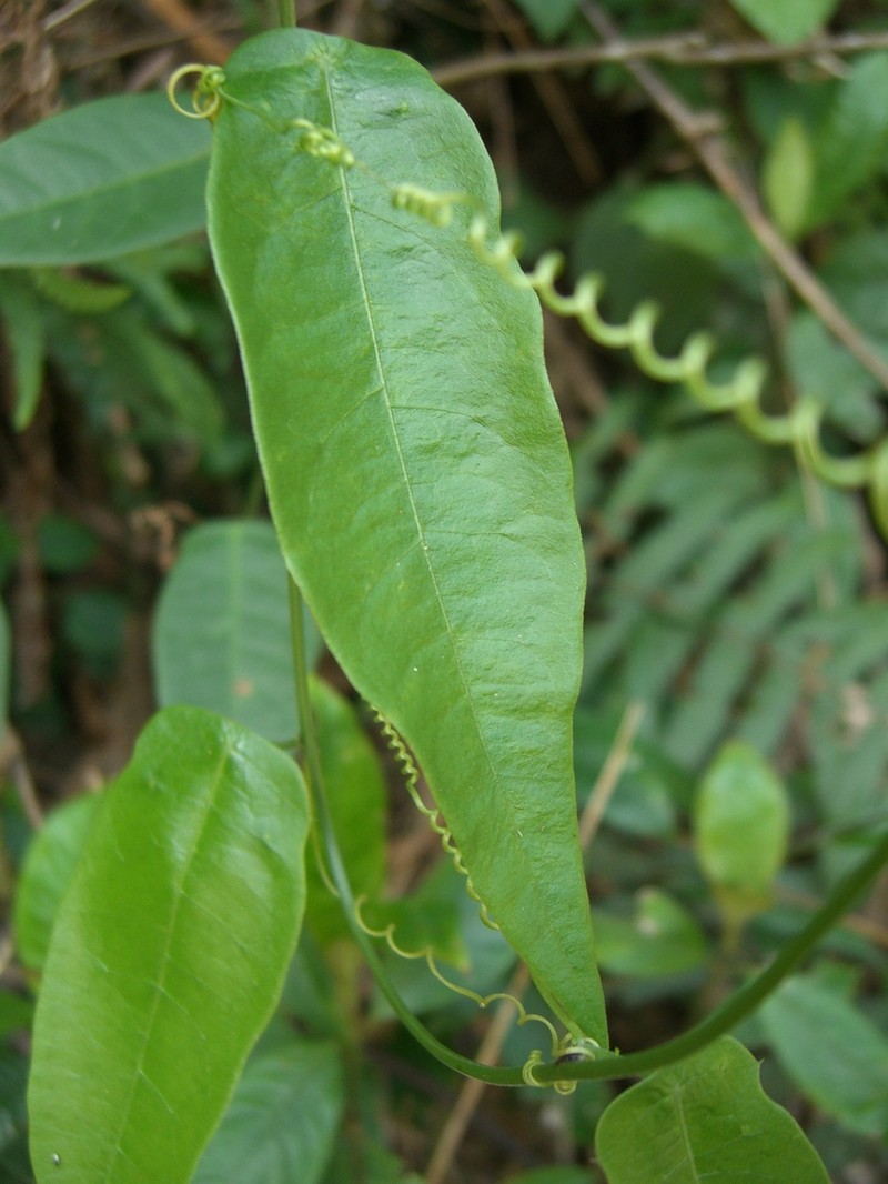 Passiflora itatiaiensis photo 3