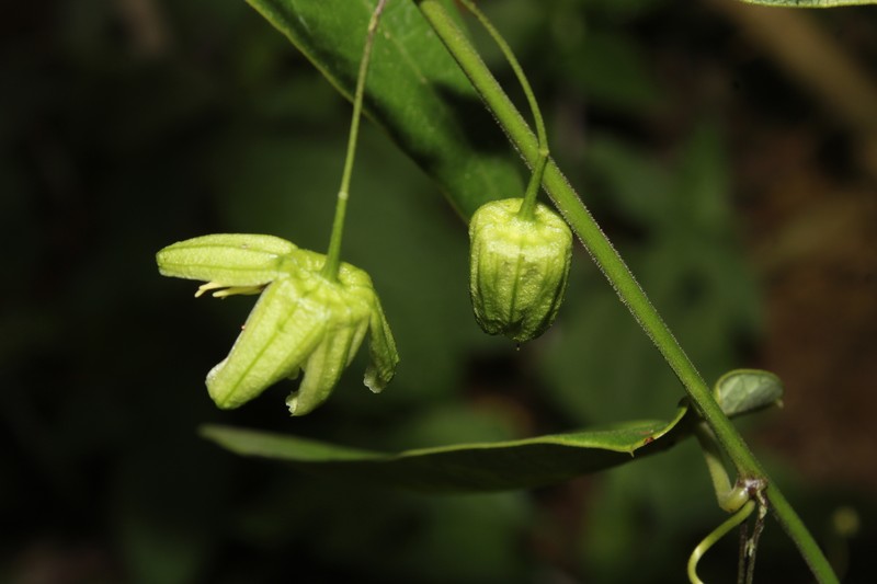 Passiflora itatiaiensis photo 4