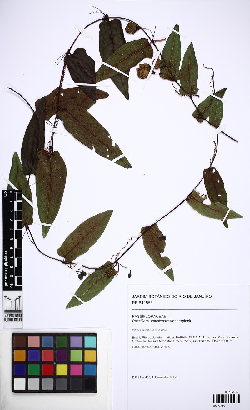 Passiflora itatiaiensis photo 5