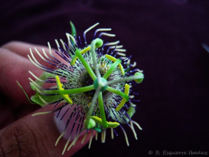 Passiflora jaenensis photo 3