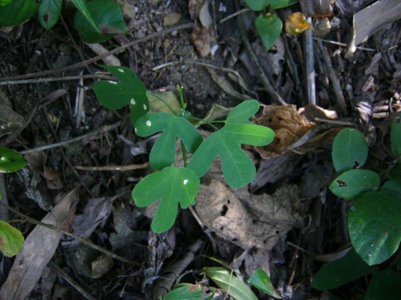Passiflora jaenensis photo 4