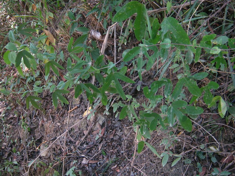Passiflora jaenensis photo 5