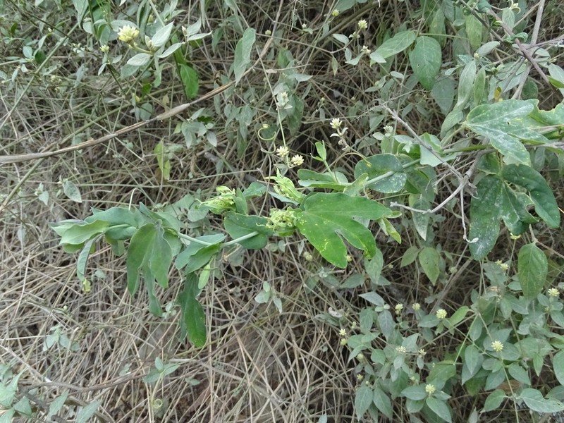 Passiflora jaenensis photo 6