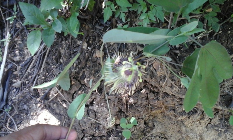 Passiflora jaenensis photo 7