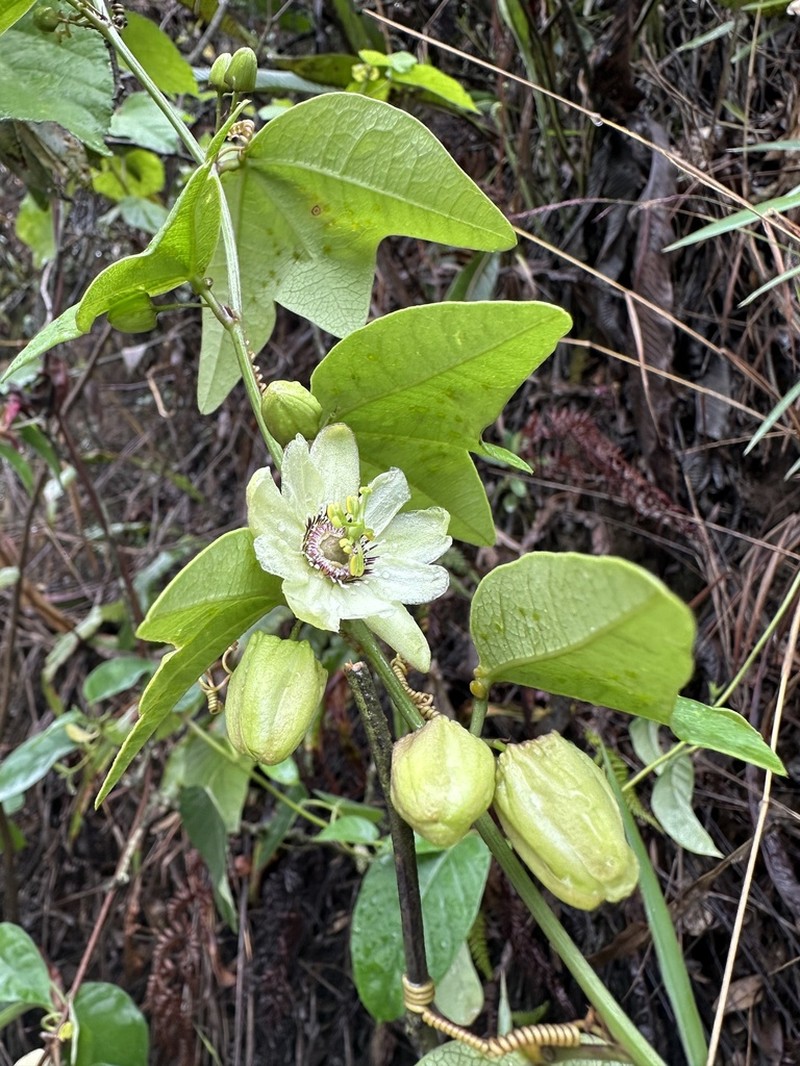 Passiflora joergenseniana