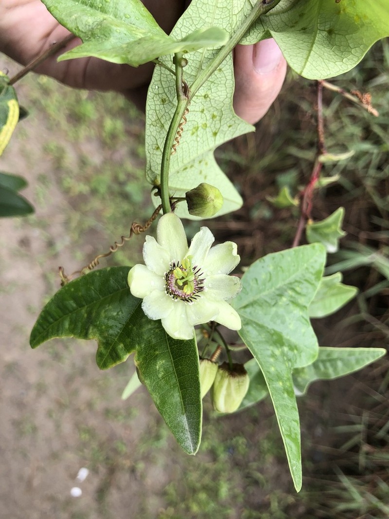 Passiflora joergenseniana photo 2