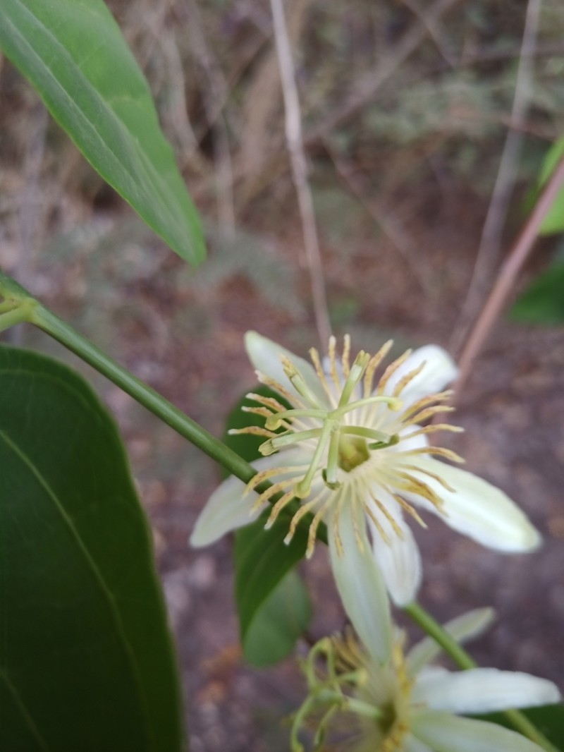 Passiflora jorgeana