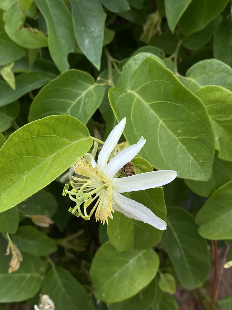 Passiflora jorgeana photo 3