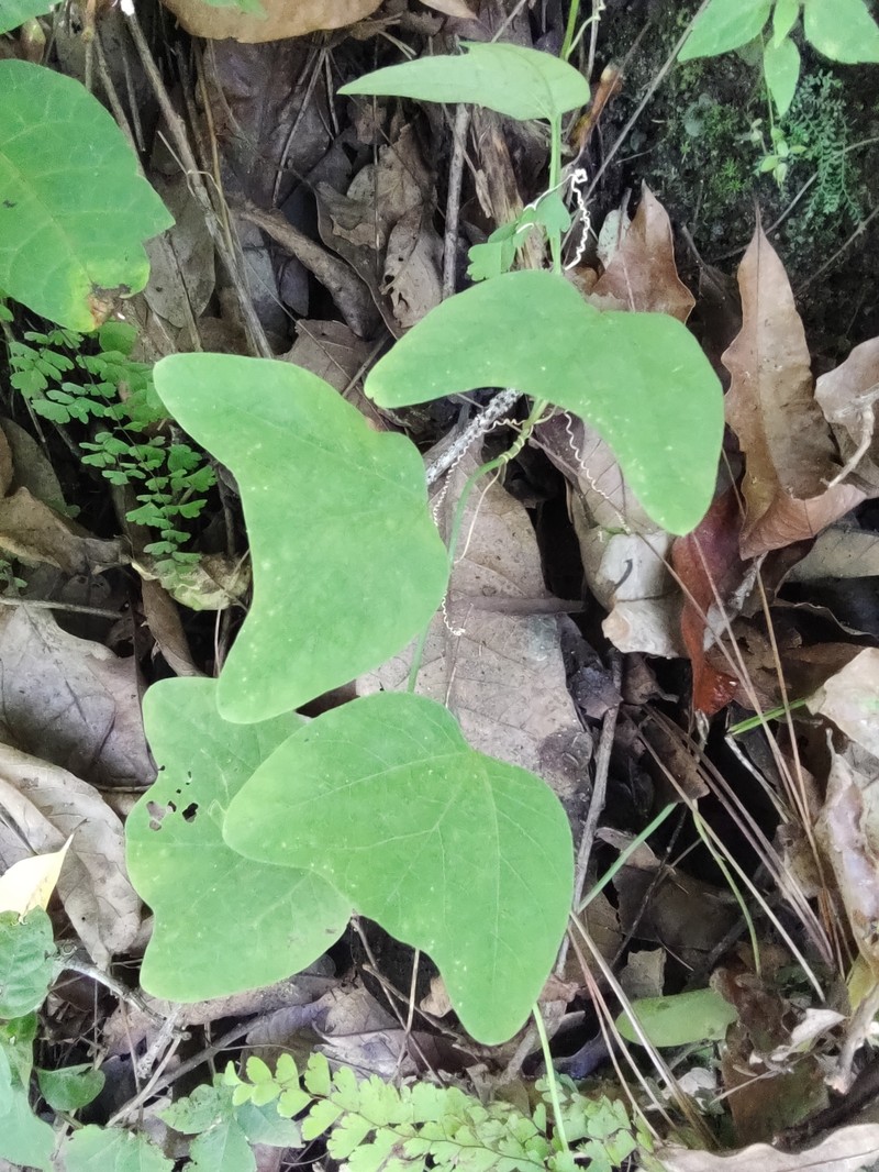 Passiflora jorullensis var. jorullensis