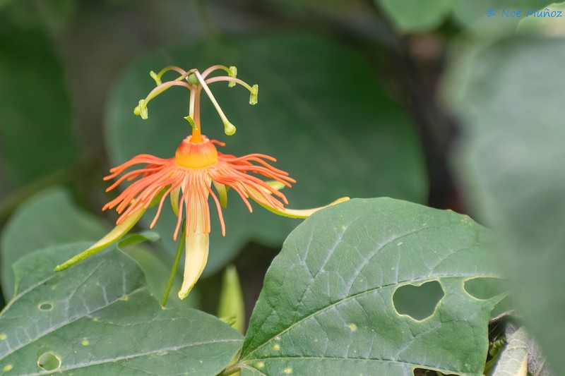 Passiflora jorullensis var. jorullensis photo 2