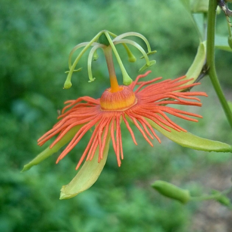 Passiflora jorullensis var. jorullensis photo 3