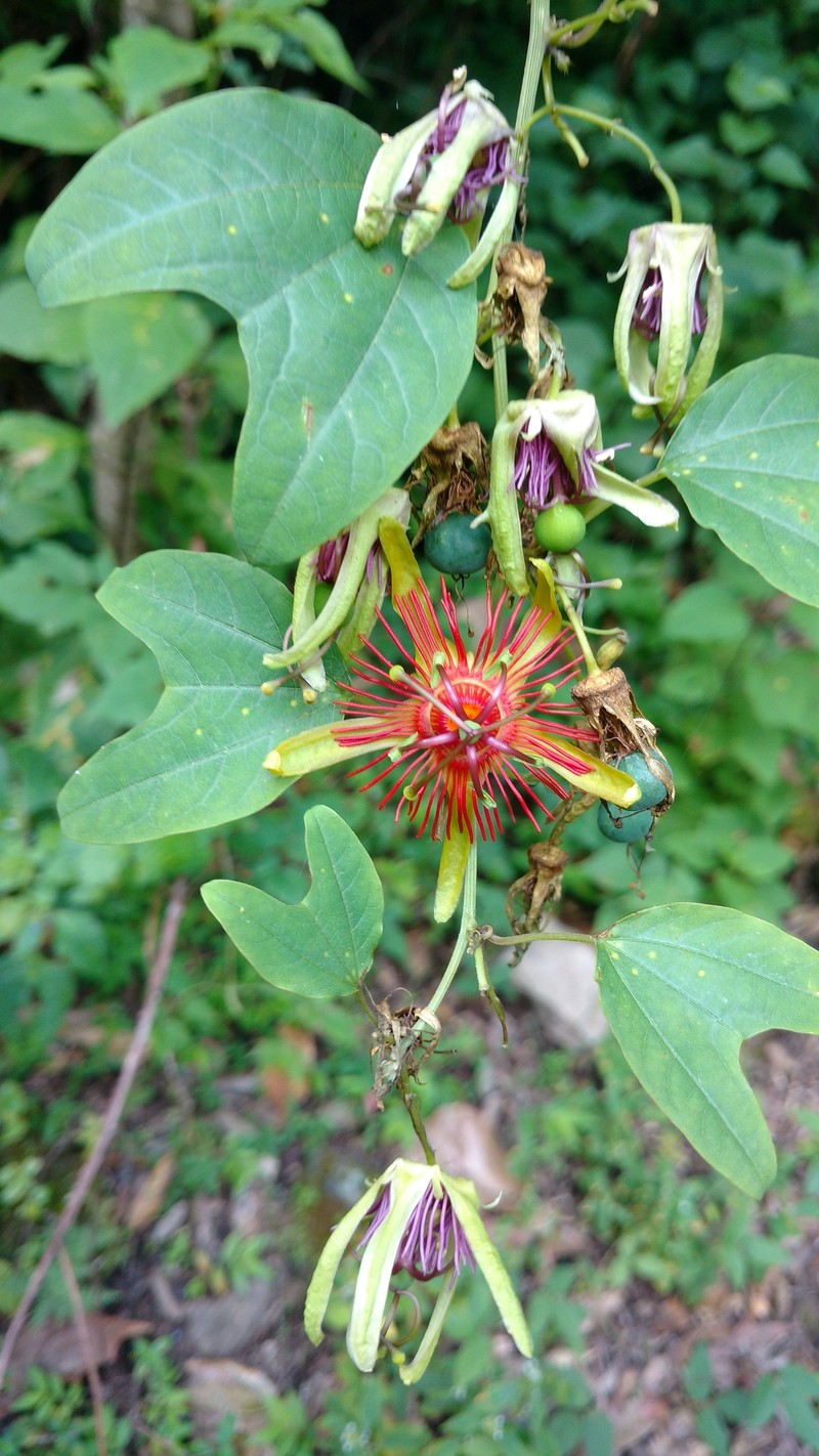 Passiflora jorullensis var. jorullensis photo 4