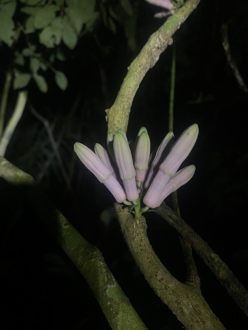 Passiflora jussieui