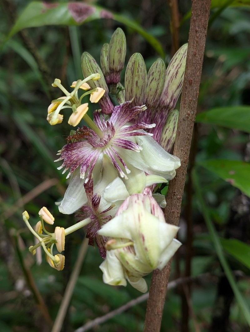 Passiflora jussieui photo 3