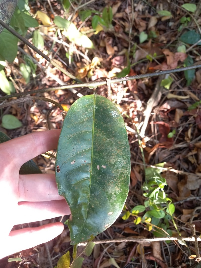 Passiflora jussieui photo 4