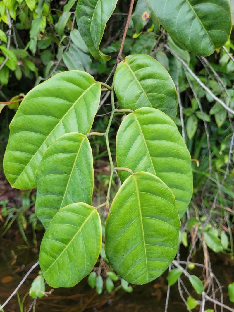 Passiflora jussieui photo 6