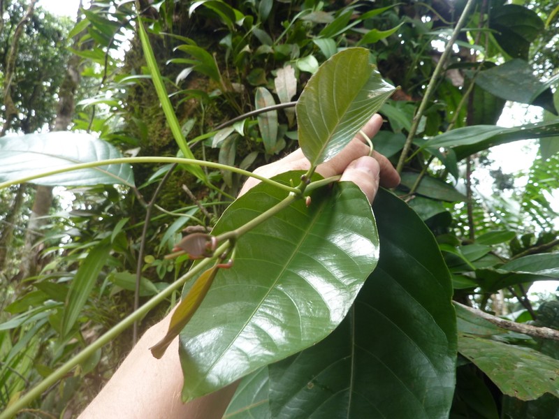 Passiflora kapiriensis