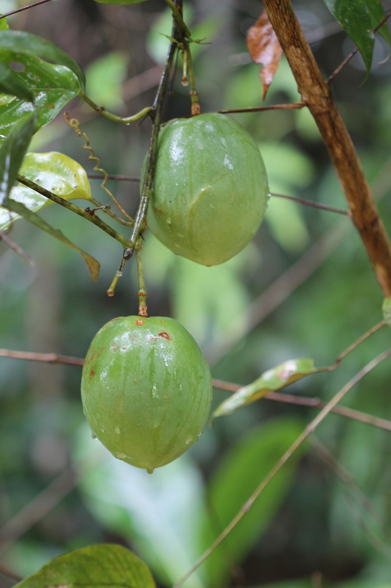 Passiflora kapiriensis photo 2