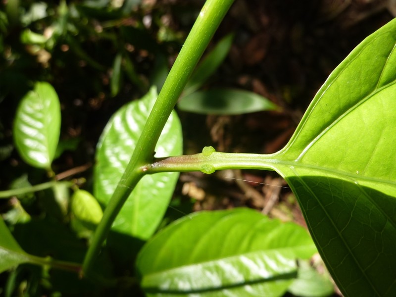 Passiflora kapiriensis photo 3