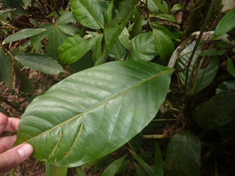 Passiflora kapiriensis photo 4