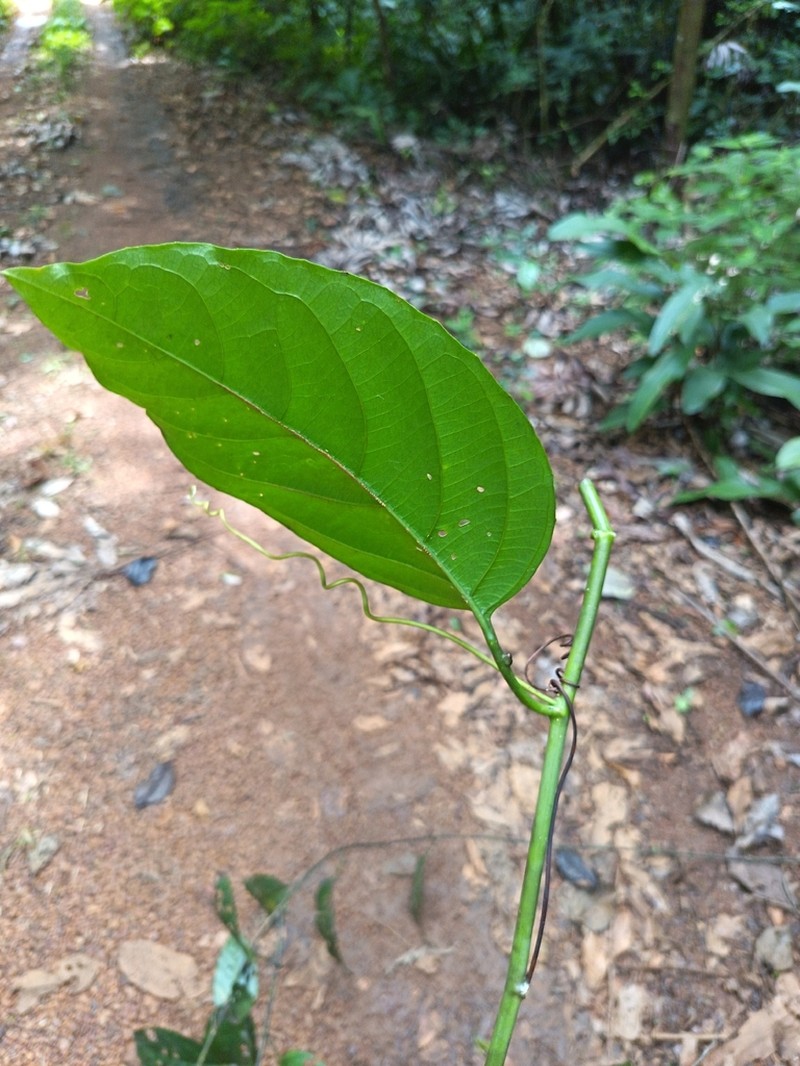 Passiflora kapiriensis photo 5