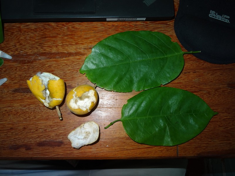 Passiflora kapiriensis photo 6