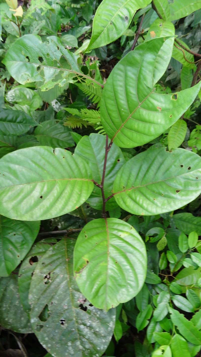Passiflora kapiriensis photo 7