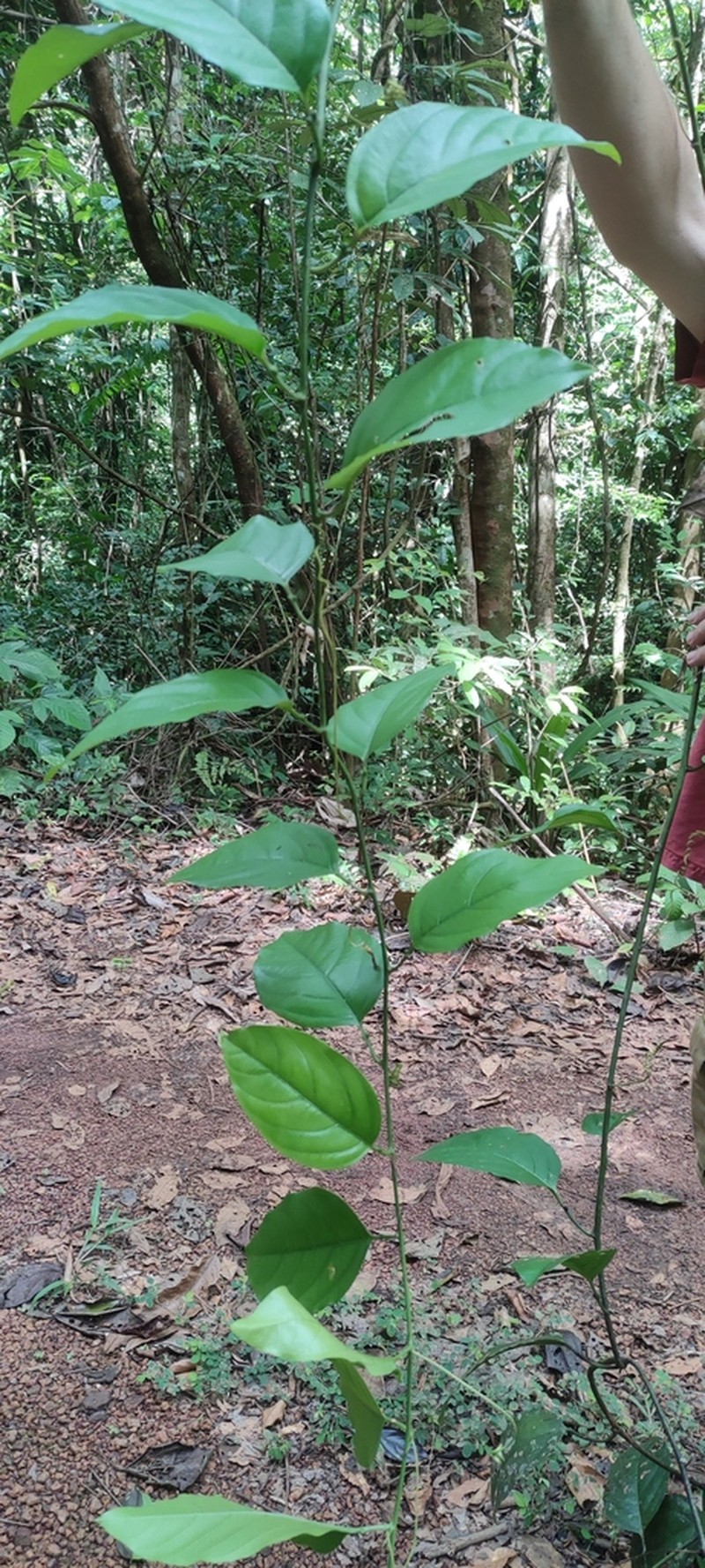 Passiflora kapiriensis photo 8