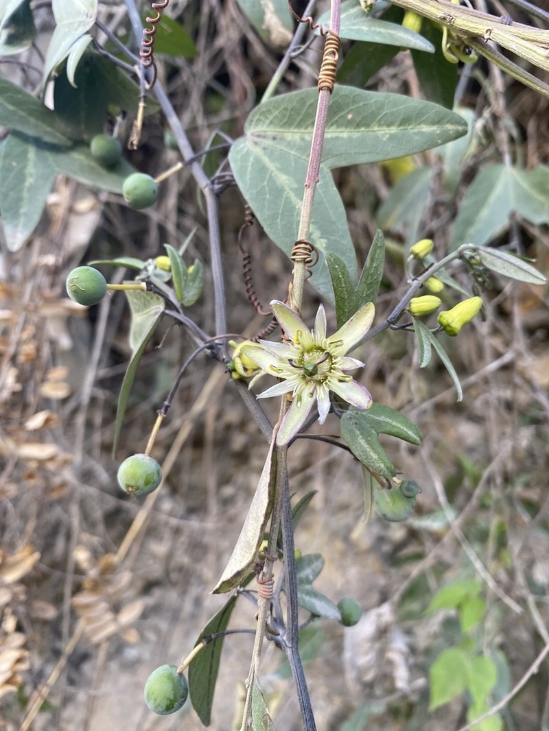 Passiflora ketura photo 2
