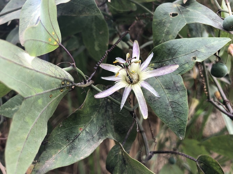 Passiflora ketura photo 3