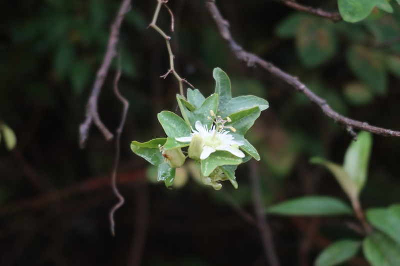 Passiflora ketura photo 6