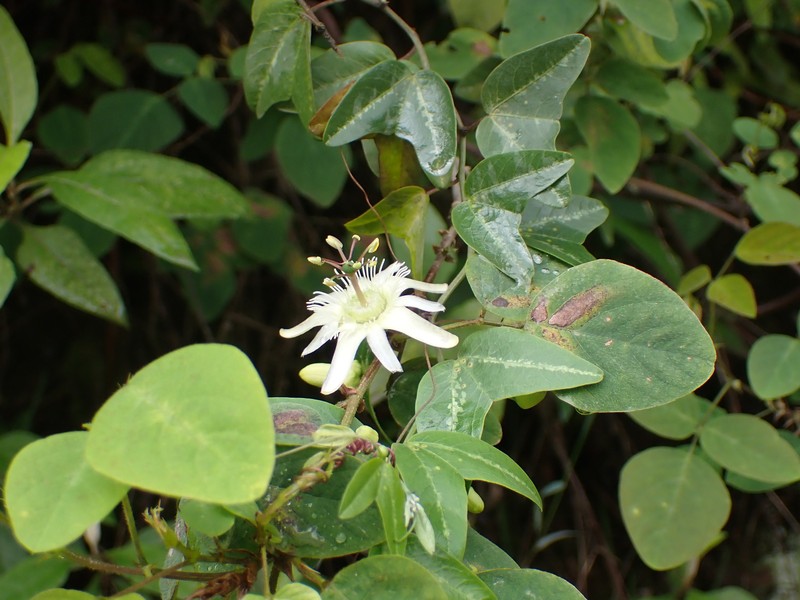 Passiflora ketura photo 8