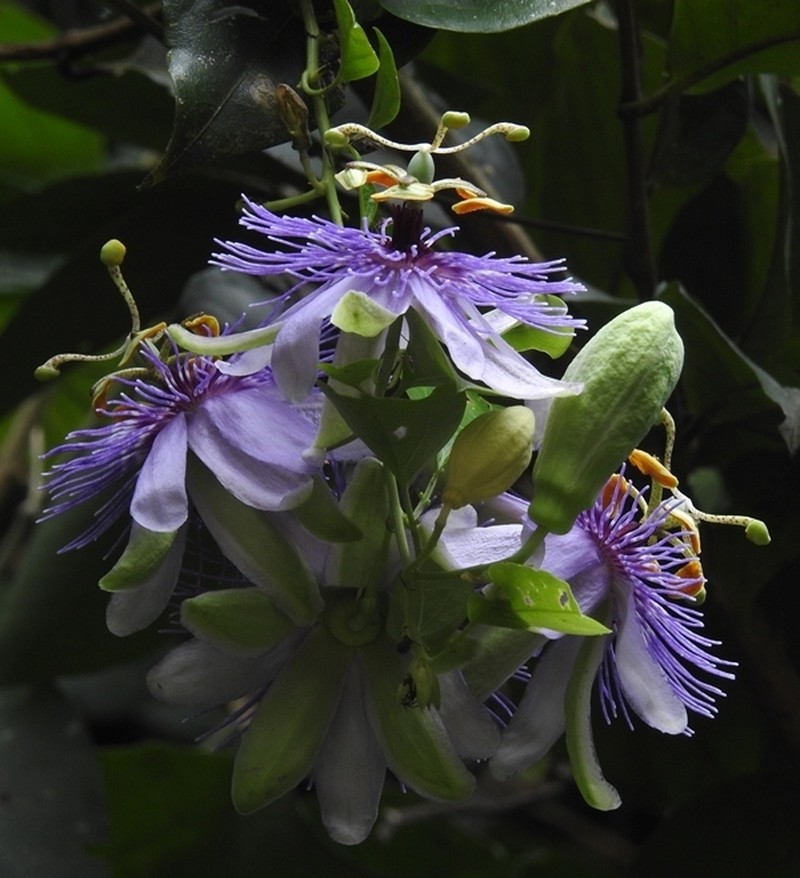 Passiflora kikiana
