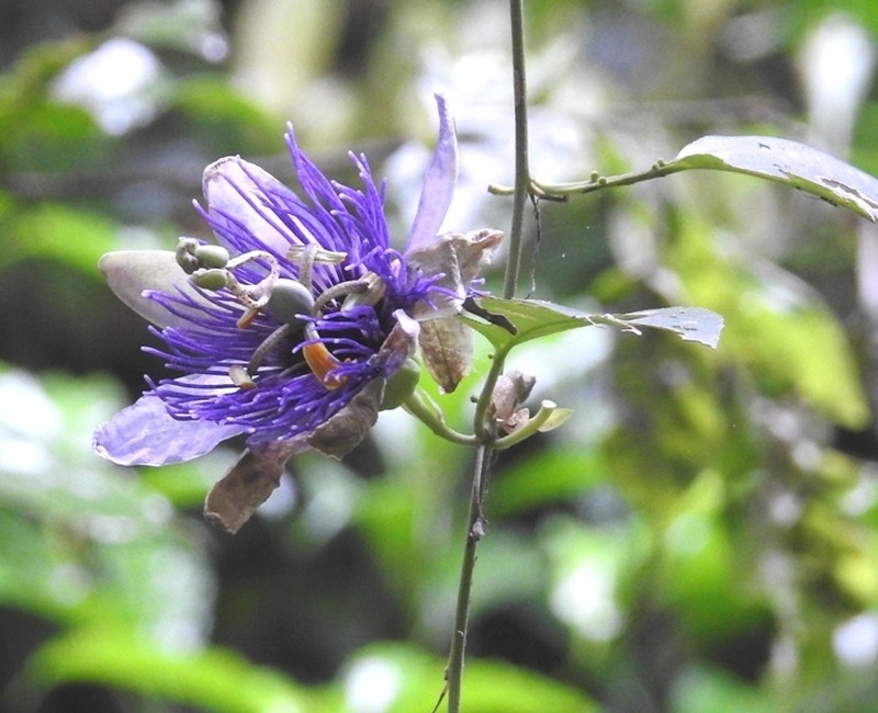 Passiflora kikiana photo 2
