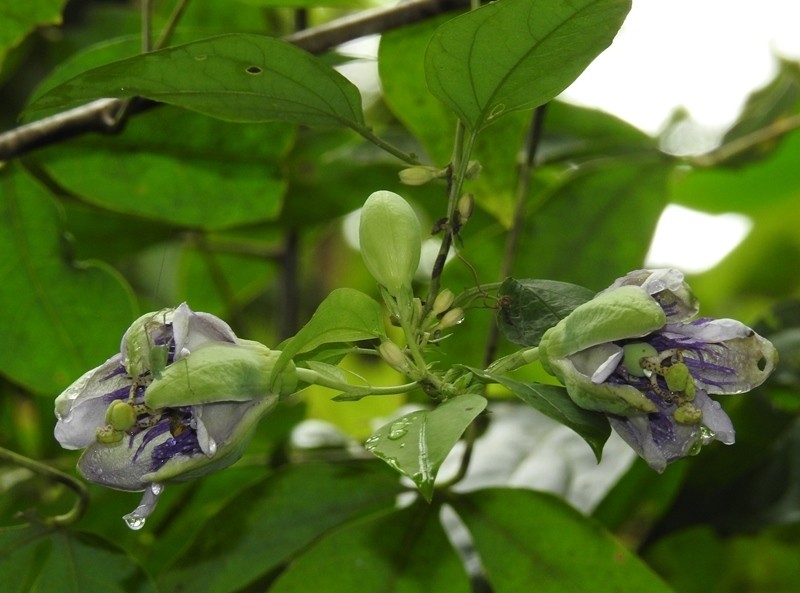 Passiflora kikiana photo 3